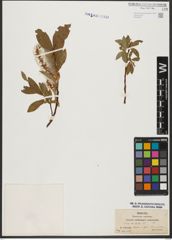 Foto von Salix hastata L.